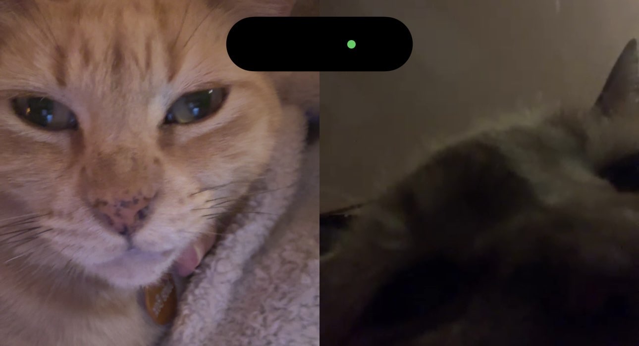 a cropped screenshot of a video call showing two cats on separate ends of the call. the cat on the left is lit well with pale orange fur, green eyes, and a freckled nose. the cat on the right is a poorly lit, blurry stanley with his nose far too close to the camera