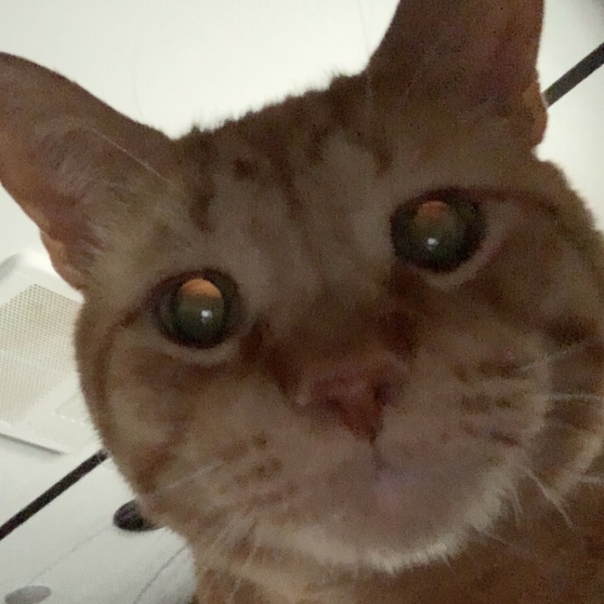 a picture of stanley's face. he is staring directly at the camera and his eyes appear transluscent
